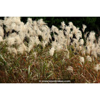 MISCANTHUS sinensis 'Graziella'