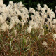 MISCANTHUS sinensis 'Graziella'