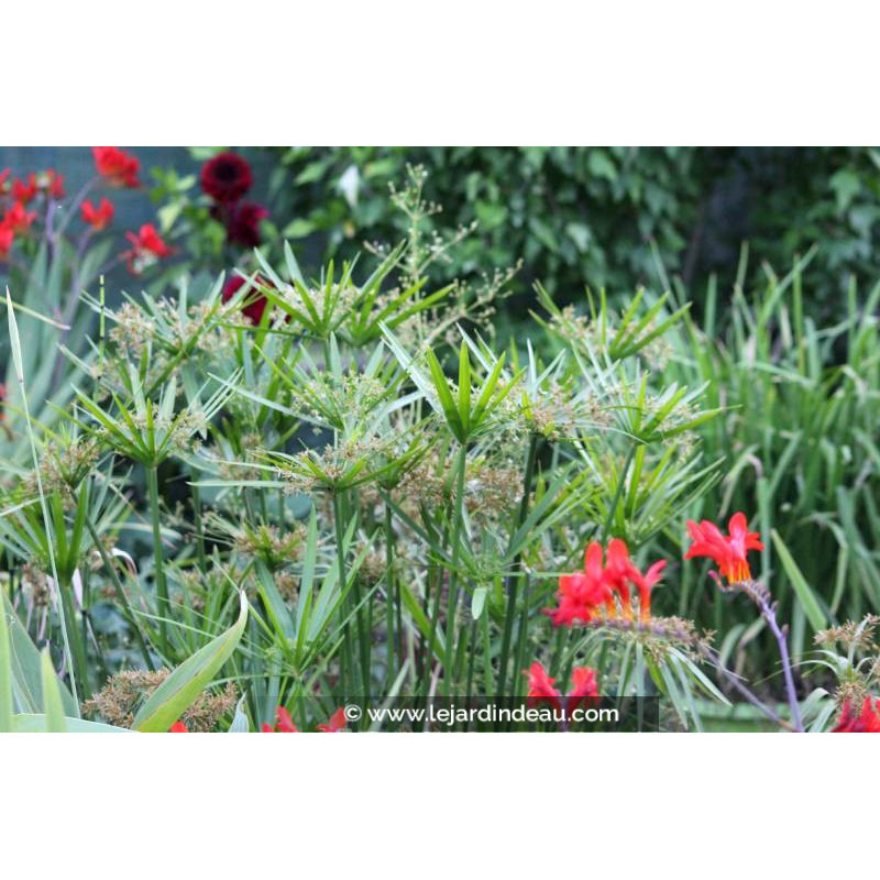 CYPERUS involucratus