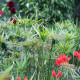 CYPERUS involucratus