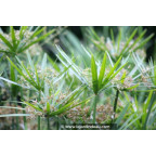 CYPERUS involucratus