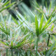 CYPERUS involucratus