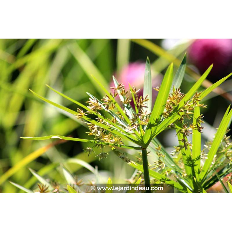 CYPERUS involucratus
