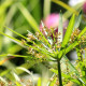 CYPERUS involucratus