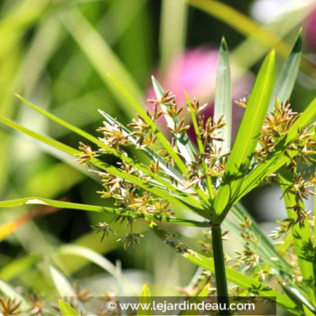 CYPERUS involucratus