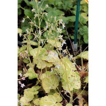 SAXIFRAGA stolonifera