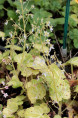 SAXIFRAGA stolonifera