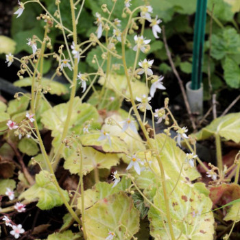 SAXIFRAGA stolonifera