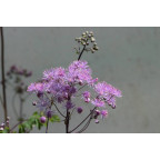 THALICTRUM aquilegifolium