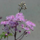 THALICTRUM aquilegifolium