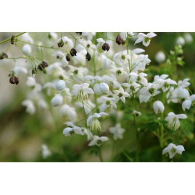 THALICTRUM delavayi \'Splendide White\'