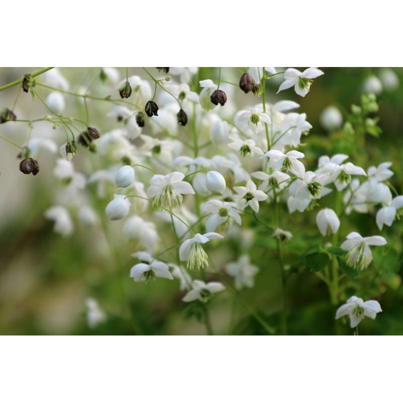 THALICTRUM delavayi 'Splendide White'