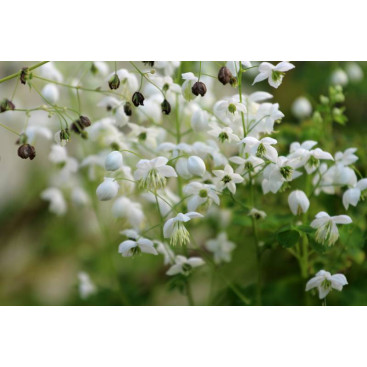 THALICTRUM delavayi \'Splendide White\'