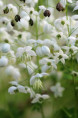 THALICTRUM delavayi 'Splendide White'
