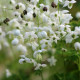 THALICTRUM delavayi 'Splendide White'