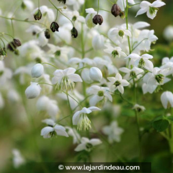 THALICTRUM delavayi &#039;Splendide White&#039;