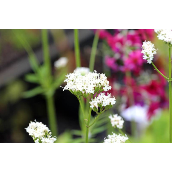 VALERIANA phu 'Aurea'
