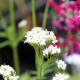 VALERIANA phu 'Aurea'