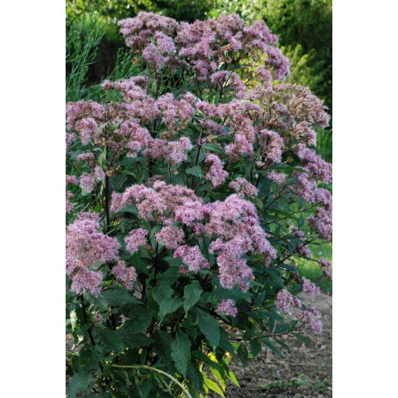 EUPATORIUM purpureum subsp. maculatum