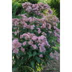 EUPATORIUM purpureum subsp. maculatum EUPATORIUM purpureum subsp. maculatum