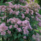 EUPATORIUM purpureum subsp. maculatum