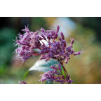 EUPATORIUM purpureum subsp. maculatum EUPATORIUM purpureum subsp. maculatum