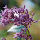EUPATORIUM purpureum subsp. maculatum