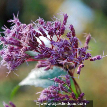 EUPATORIUM purpureum subsp. maculatum
