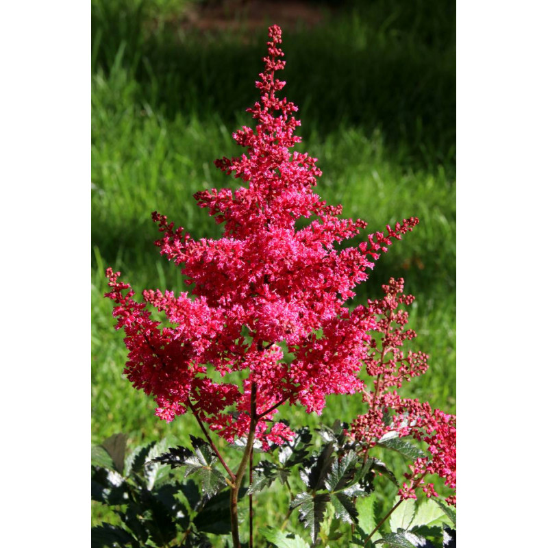 ASTILBE japonica 'Montgomery' ASTILBE japonica 'Montgomery'