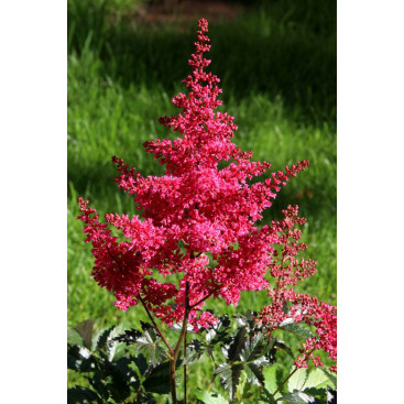 ASTILBE japonica \'Montgomery\'