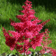 ASTILBE japonica 'Montgomery'