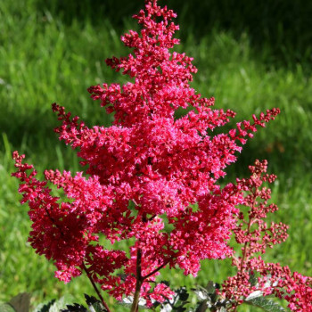 ASTILBE japonica &#039;Montgomery&#039;