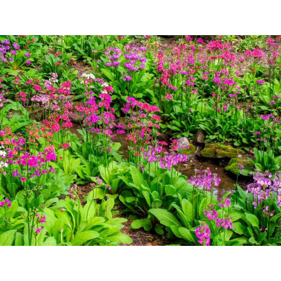PRIMULA x bulleesiana