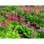 PRIMULA x bulleesiana