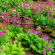 PRIMULA x bulleesiana
