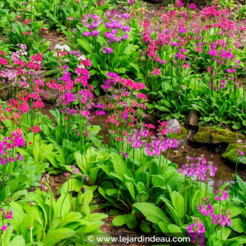 PRIMULA x bulleesiana