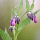 SYMPHYTUM officinalis 'Purpureum'