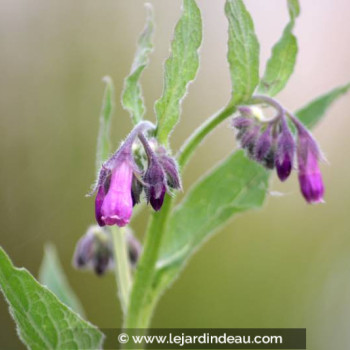 SYMPHYTUM officinalis &#039;Purpurea&#039;