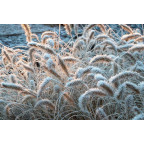 PENNISETUM alopecuroides 'Little Bunny'