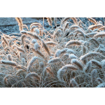 PENNISETUM alopecuroides \'Little Bunny\'
