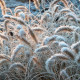 PENNISETUM alopecuroides 'Little Bunny'