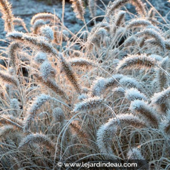 PENNISETUM alopecuroides &#039;Little Bunny&#039;