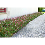 PERSICARIA affinis 'Darjeeling Red'