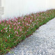 PERSICARIA affinis 'Darjeeling Red'