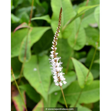 PERSICARIA amplexicaulis \'Alba\'