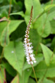 PERSICARIA amplexicaulis 'Alba'