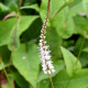 PERSICARIA amplexicaulis 'Alba'