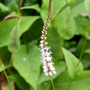 PERSICARIA amplexicaulis &#039;Alba&#039;