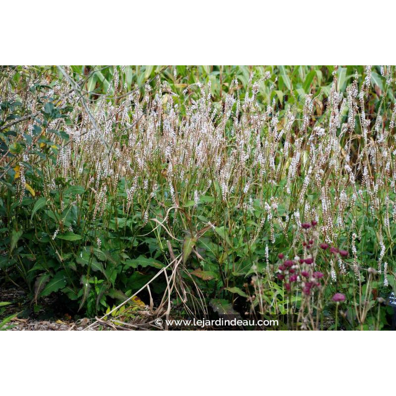 PERSICARIA amplexicaulis 'Alba'