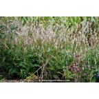 PERSICARIA amplexicaulis 'Alba'